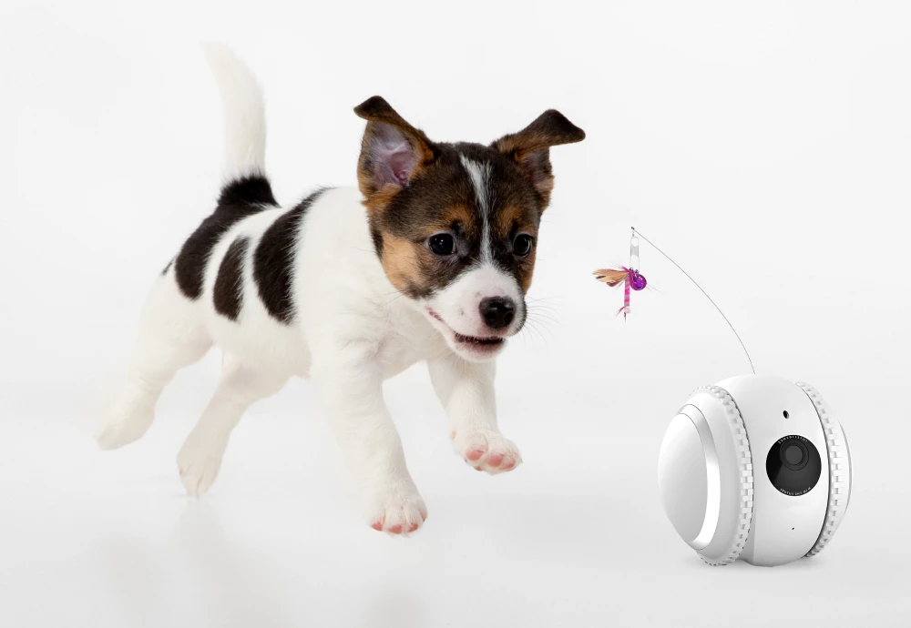 wireless pet camera